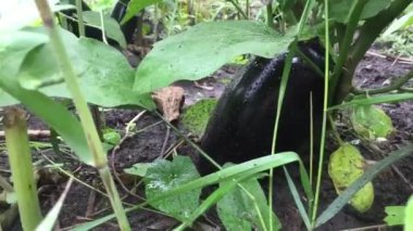 Patlıcan yakın plan. Evde patlıcan yetiştiriyorum. Patlıcanlar çalıların üzerinde olgunlaşır. Kamera hareketi sağdan sola