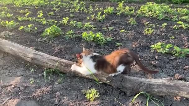 Gato Rechina Sus Garras Contra Árbol Seco Medio Una Cama — Vídeo de stock
