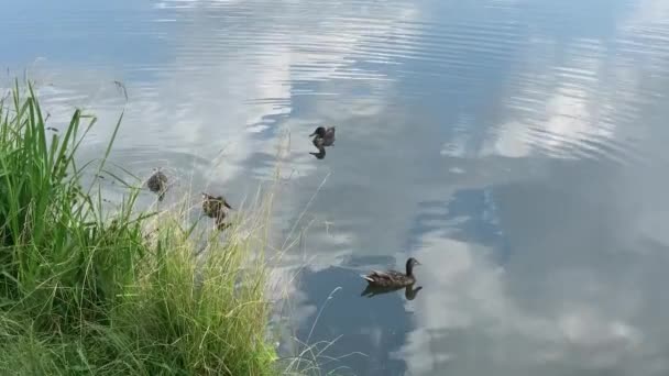 Vahşi Ördekler Kıyıya Yakın Yüzerler — Stok video