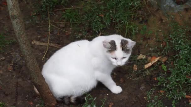White Domestic Cat Sits Ground Meows — Stock Video