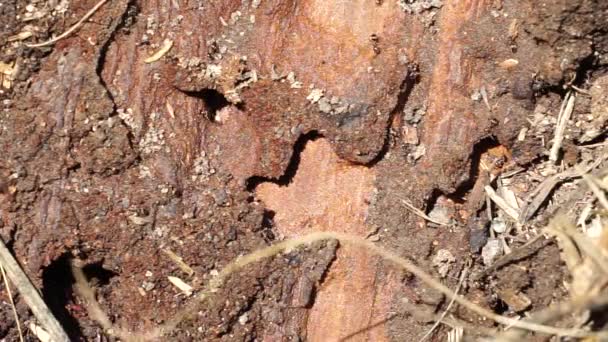 Formigas Negras Carregam Seus Ovos Formigueiro Uma Árvore Velha — Vídeo de Stock