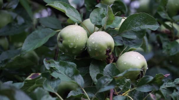 Green Apples Rain Rain Garden Several Green Apples Water Drops — Stock Video