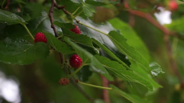 Verschillende Zwarte Moerbeibessen Een Tak Close Mulberry Regen — Stockvideo