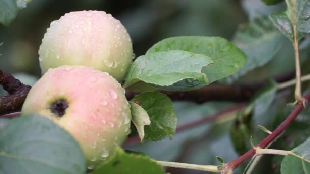 两个苹果被雨滴覆盖着 雨后的苹果树 有选择的重点 — 图库视频影像