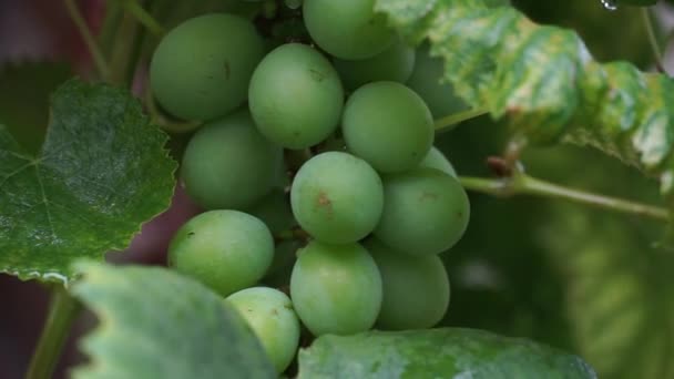 Plein Raisins Verts Gros Plan Vent Balaie Les Raisins Verts — Video