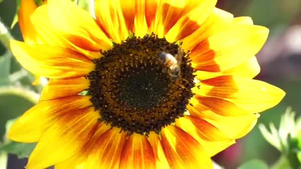 Bee Collects Nectar Sunflower — Stock Video