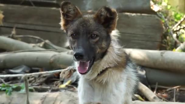 村のリーシュに若い犬が倒れ 吠える — ストック動画