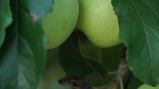 Grote Groene Appels Dicht Zachte Focus Camera Reizen Van Boven — Stockvideo