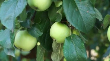 Yakından büyük yeşil elmalı bir elma dalı. Kamera aşağıdan yukarıya seyahat eder