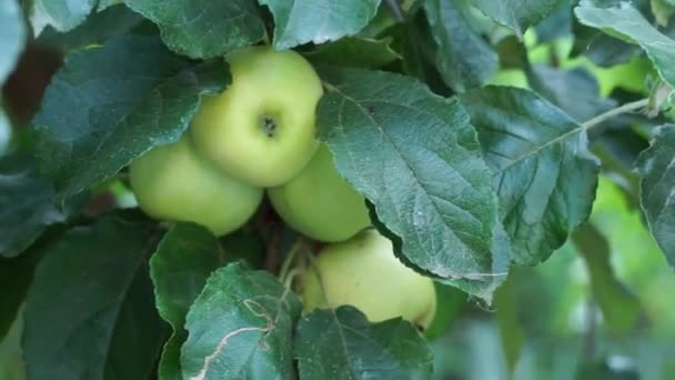 Ein Zweig Eines Apfelbaums Großaufnahme Mit Mehreren Großen Grünen Äpfeln — Stockvideo