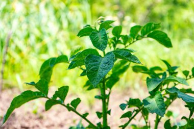 Bulanık bir arkaplanda yeşil patates çalısı. Seçici odak