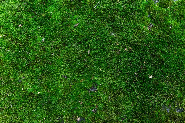 Natural green background from natural moss.
