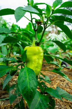 A large green pepper grows on a plant. Ecologically clean cultivation of pepper. clipart