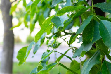 Bulanık arkaplanda yeşil ceviz yaprakları.