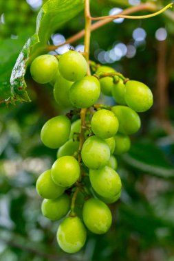 Olgunlaşmış yeşil üzümler..