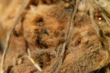 Eski cam yünü yakın plan. Seçici odak.