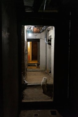 Kedi evin bodrumunda korkunç bir koridorda yürüyor..