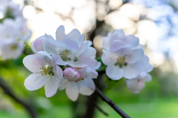 Stock image Large and delicate apple flowers close-up.