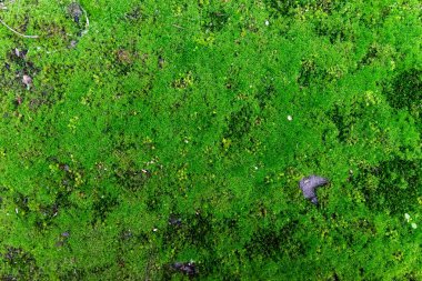 Zemin yoğun olarak doğal yeşil yosunlarla kaplıdır. Yeşil yosunların doğal arka planı