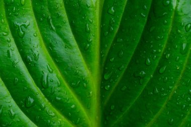 Su damlaları, farklı damarları olan yeşil bir yaprağın üzerine düşer..