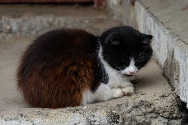 Yalnız bir siyah beyaz kedi engebeli bir beton yüzeyde huzur içinde dinleniyor..