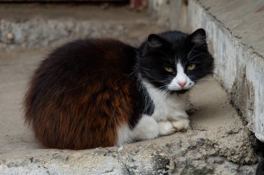 Tüylü siyah beyaz bir kedi caddede beton bir duvara yaslanıyor..