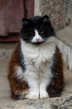 Siyah ve beyaz bir kedi heybetli bir şekilde beton merdivenlerde oturur ve çevreyi izler..