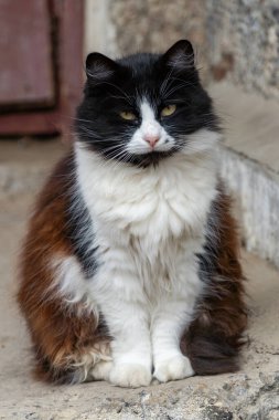 Yumuşak siyah beyaz kedi ve anlamlı işaretleri olan beton basamaklarda sakince oturur.