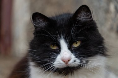 Yoğun bakışlı siyah beyaz bir kediye yakından bakın..