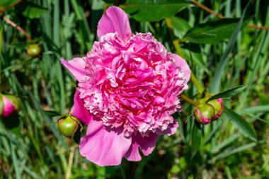 Parlak güneşli bir günde yeşil yaprakların arasında pembe bir şakayık..