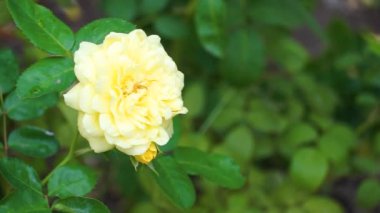 Güneşli bir günde rüzgarda sallanan yeşil yaprakların arasında parlak sarı bir gül..