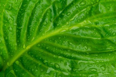 Yeşil yaprağın üzerindeki yağmur damlalarının dansı.