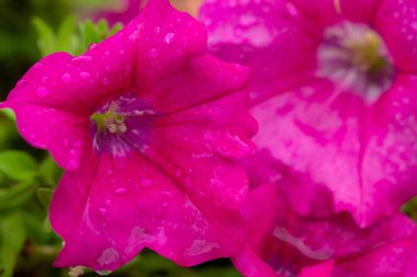 Kadife Yaprakların Üzerinde Dans Eden Damlalar: Pembe Petunya 'nın Zarif Güzelliği.