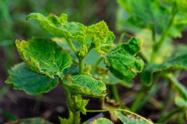 Güneşe uzanan genç bir salatalık, zengin bir hasat vaat ediyor..