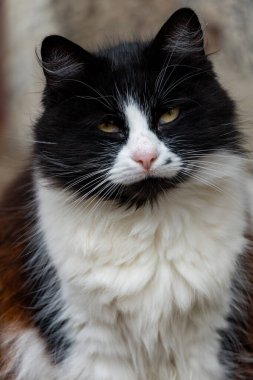 Ciddi bir siyah beyaz kedinin yakın plan portresi..