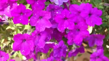 Parlak mor petunya çiçekleri yaz bahçesinde rüzgarda sallanıyor..