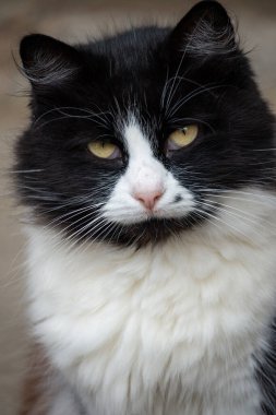 Portrait of a smart cat with black and white fur. clipart