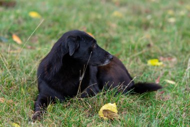 Siyah bir köpek renkli yapraklarla çevrili yeşil çimlerin üzerinde rahatça uzanır. Sakin atmosfer açık havada huzurlu bir öğleden sonrayı akla getiriyor..