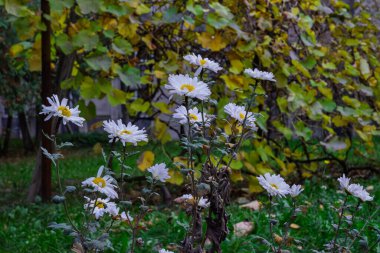 In a serene garden, white flowers thrive amidst a backdrop of yellowing leaves, capturing the essence of autumn twilight. The vibrant colors create a tranquil atmosphere, showcasing nature's beauty. clipart