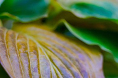 Bright green and golden leaves overlap in a lush garden, illuminated by warm summer sunlight. The intricate details of the leaf textures are highlighted by the soft glow. clipart