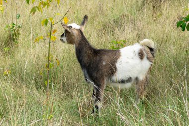 Genç bir keçi çimenli bir arazide konumlanmış, çevresini inceliyor. Hayvanda kahverengi ve beyaz kürk karışımı var, küçük bir bitkinin yanında duruyor, gün ışığında güneşleniyor..