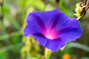 Pembe merkezli çarpıcı bir mor çiçek yemyeşil bir bahçede belirgin bir şekilde çiçek açar. Hassas yapraklar güneş ışığını yakalar, doğanın karmaşık ayrıntılarını ve güzelliğini vurgular..