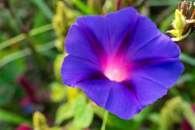 Güzel bir sabah çiçeği canlı mor ve pembe renklerini sergiler. Çiçek yeşil yapraklarla çevrili. Bu da baharda yeşeren bir bahçenin göstergesi..