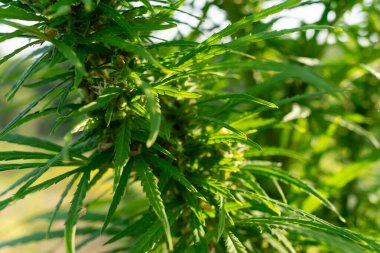 Bereketli yeşil kenevir bitkileri kırsal bir çiftlik ortamında güneşe doğru uzanır. Bitkiler canlı yapraklar ve yoğun büyüme gösteriyor. Bu da sağlıklı yetiştirildiğini gösteriyor..