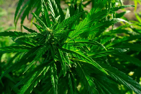 Bereketli yeşil kenevir bitkileri bahçede gelişiyor, doğal güneş ışığı altında detaylı yapraklar sergiliyor, öğleden sonra geç saatlerde büyüme örüntülerini ve yaprak yapılarını vurguluyor.