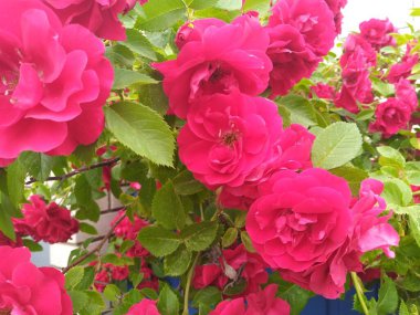 Parlak pembe güller güneş ışığı altında bol bol çiçek açar, bereketli yapraklarını ve yeşil yapraklarını bahar mevsimi boyunca canlı bir bahçede sergilerler..