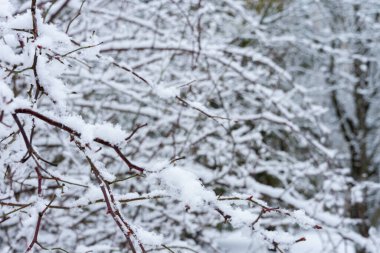 Ağaçların dalları taze, beyaz karla doludur. Sakin kış atmosferi, karlı bir ortamda doğanın güzelliğini ve dinginliğini gözler önüne seriyor..