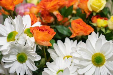 Parlak beyaz papatyalarla karışık turuncu ve sarı tonlarda güzel bir gül çeşitliliği çarpıcı bir çiçek aranjmanı yaratır. Buket tazelik ve renk yayıyor..