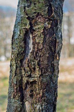 Ağaç kabuğunun karmaşık desenleri ve dokuları görünür durumda. Tahtanın yaşını ve karakterini gösteriyor. Güneş ışığı, doğal çekiciliğini artırmak için çizikleri ve yarıkları nazikçe vurgular..