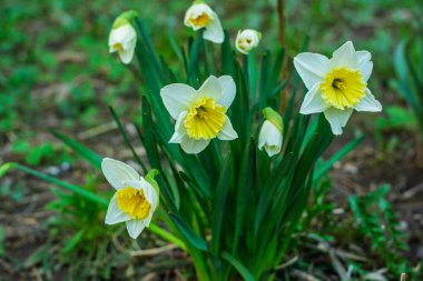 Beyaz taç yaprakları ve yemyeşil bir bahçede açan parlak sarı merkezleri olan canlı nergisler. Çiçekler, yeşil yapraklarla çevrili bir bahar öğleden sonrasının ılık güneş ışığında gelişir..